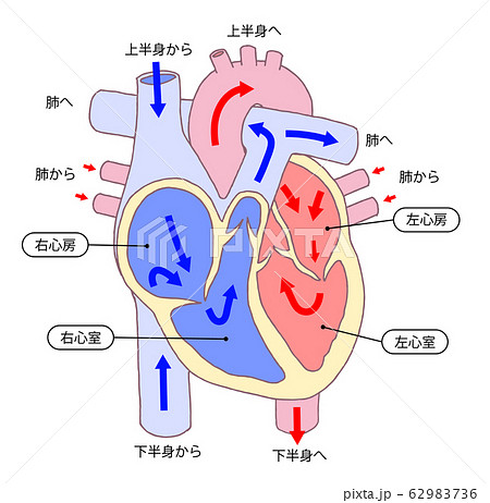 右心房のイラスト素材