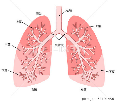 中葉 構造 肺の写真素材