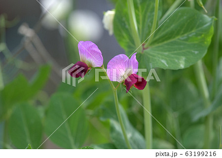 植物 花 赤色 さやえんどうの写真素材