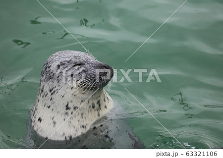 ゴマちゃんの写真素材