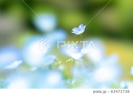 ネモフィラ 花 壁紙 ブルーの写真素材