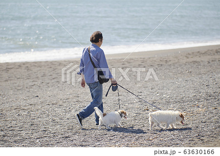 シニア 犬 散歩 おじいさんの写真素材