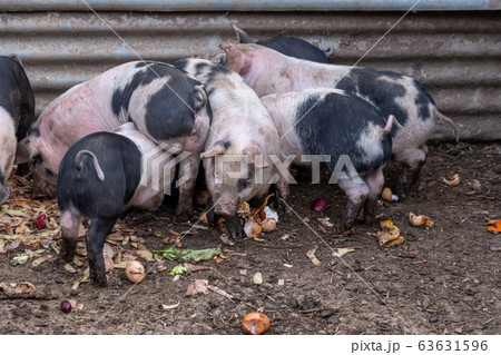 家畜用豚 鼻の写真素材
