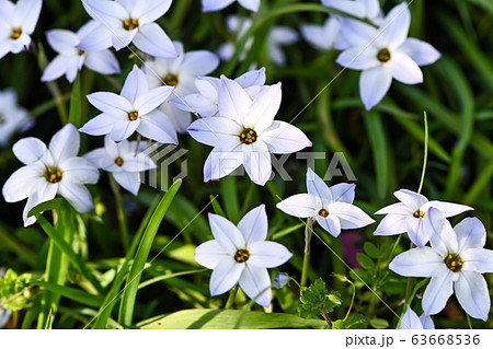 ハナニラの写真素材