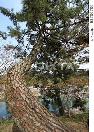 平等院鳳凰堂の写真素材