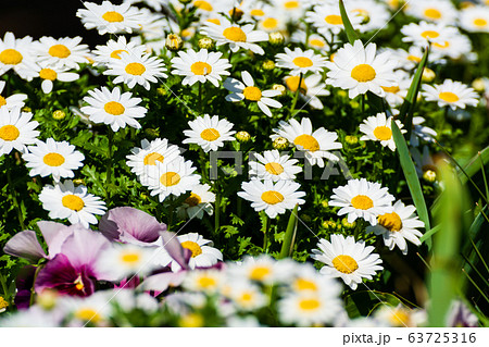 クリサンセマム 寄せ植え ノースポール 花の写真素材