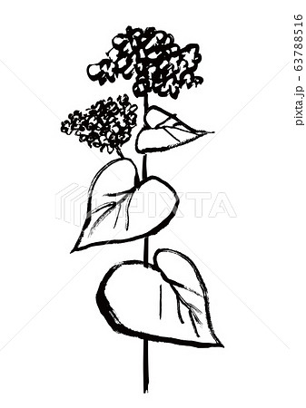 蕎麦の花のイラスト素材