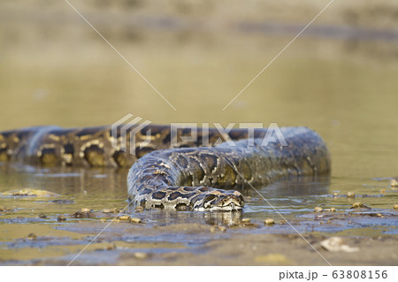 インドニシキヘビの写真素材