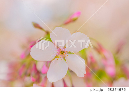 雌しべ おしべ 花びら 桜の写真素材