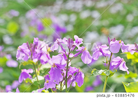 紫大根の花の写真素材