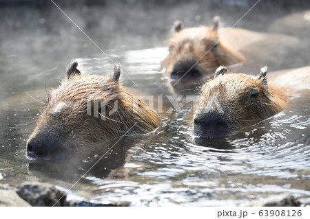 カピバラ温泉の写真素材