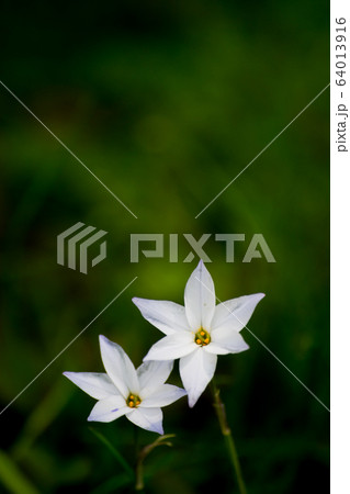 植物 花 ニラバナ 青色の写真素材