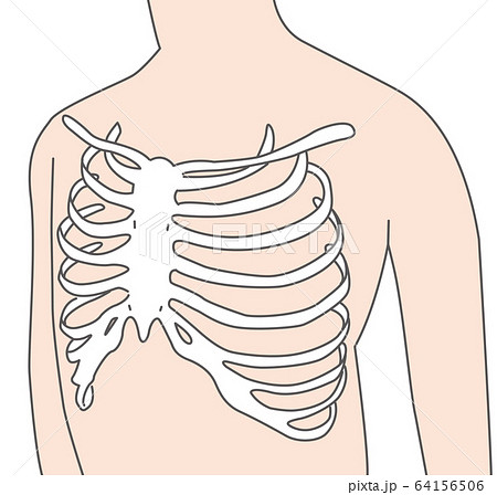 横隔膜のイラスト素材