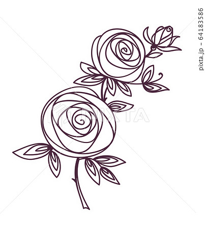 バラ つぼみ 白い ２本 イラストの写真素材