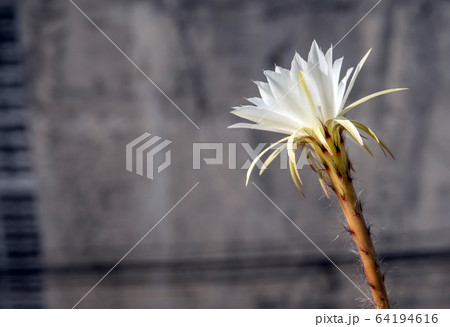 サボテンの花 白い花 サボテン 仙人掌の写真素材