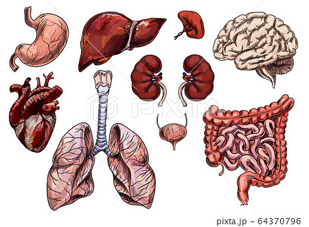 肝臓のイラスト素材