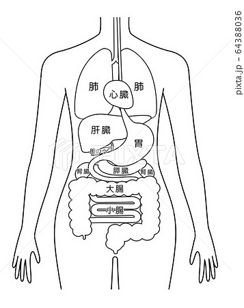 人体図のイラスト素材