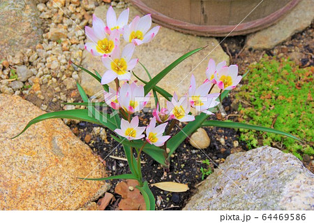 チューリップ 上から 花 真上の写真素材