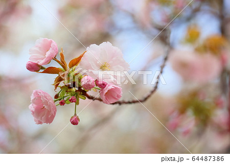 楊貴妃桜の写真素材
