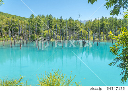 白金青い池の写真素材