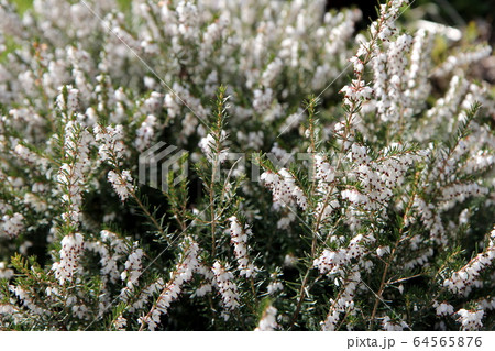 ヘザー 植物 花 エリカの写真素材