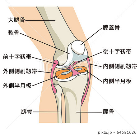 前十字靱帯損傷の写真素材
