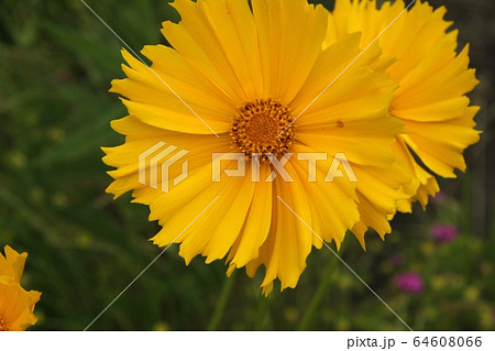 大金鶏菊 コスモスに似た花 オオキンケイギクの写真素材
