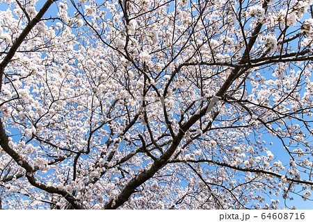 桜の幹 白い幹 美しい桜 ソメイヨシノの写真素材