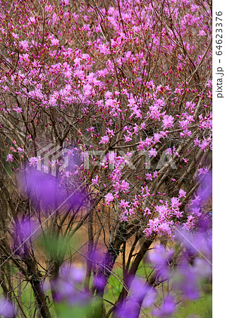 百花繚乱の写真素材