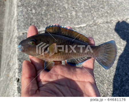 シガテラ毒 海水魚の写真素材