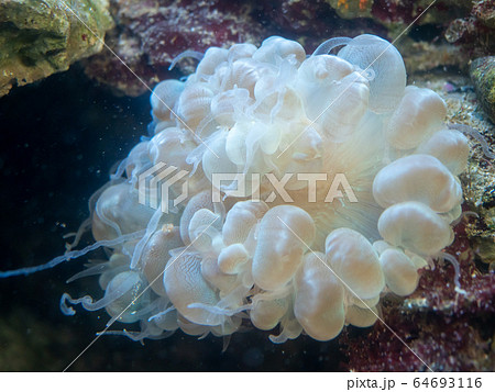ミズタマサンゴの写真素材