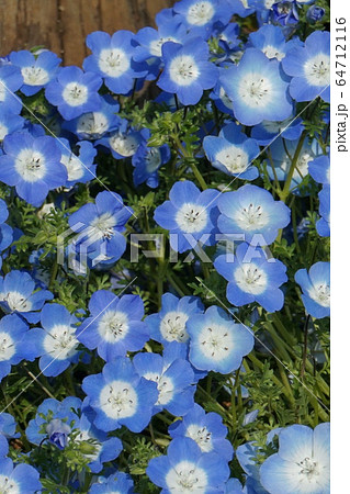 ネモフィラ 小花 ブルーアイズ 花の写真素材