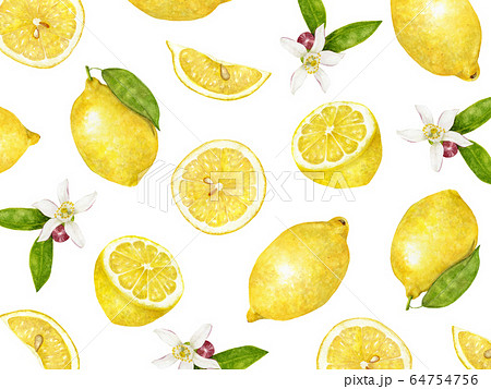 レモン 花 断面 柄のイラスト素材