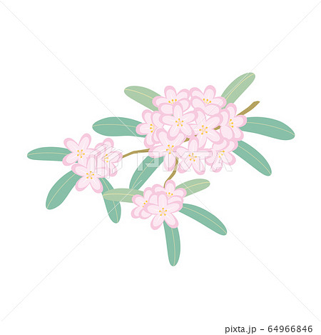 シャクナゲのイラスト素材