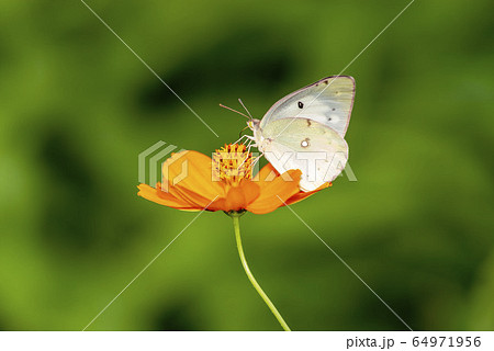 蝶 蝶々 紋黄蝶 飛ぶの写真素材 - PIXTA