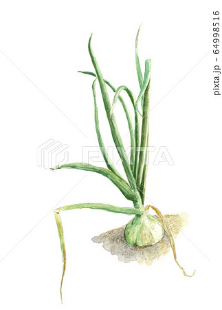 新玉ねぎ 玉葱 水彩画 野菜の写真素材 - PIXTA