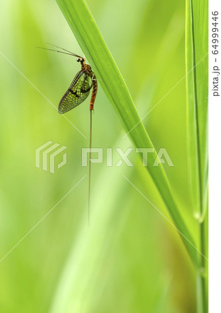 カゲロウ 昆虫 葉 かげろうの写真素材