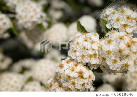 コデマリの写真素材