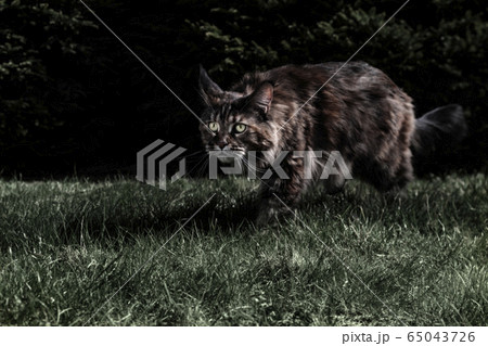 チェシャ猫 かわいいの写真素材