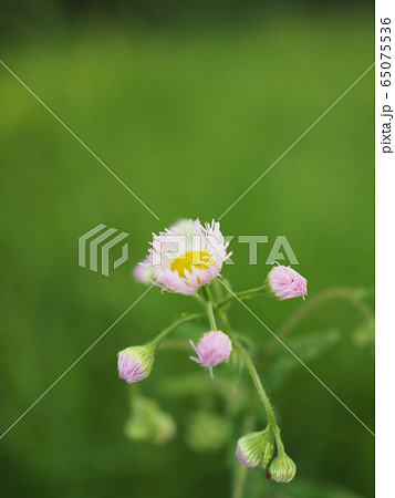 貧乏草 黄色の写真素材 - PIXTA