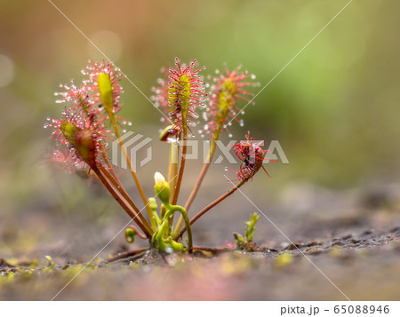 モウセンゴケの花の写真素材