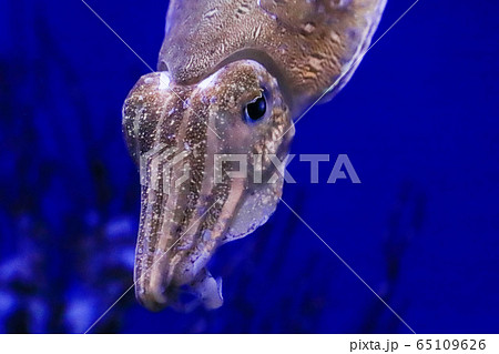 カミナリイカの写真素材