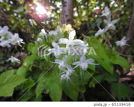 常盤碇草 トキワイカリソウ 碇草 錨草の写真素材