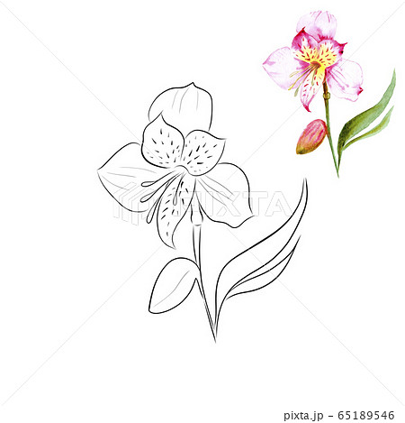 アルストロメリアの花のイラスト素材