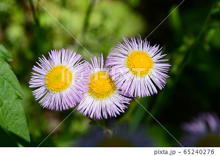 ハルジオン 野花 春 花の写真素材