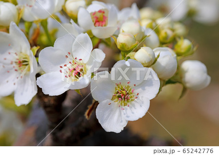 梨の花の写真素材