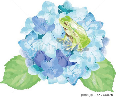 水彩画 アジサイとカエル（はがき大）（あじさい 花 カエル 水彩の 