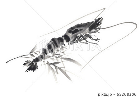 海老 水墨画 食べ物 食材のイラスト素材 - PIXTA