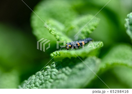 幼虫 昆虫 てんとう虫 天道虫の写真素材