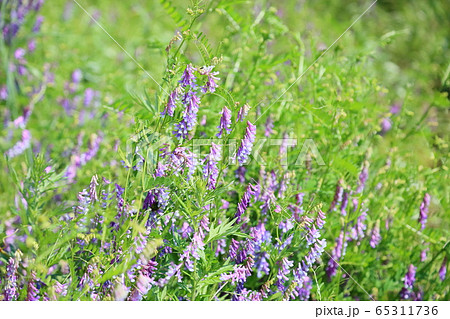 紫色の茎 雑草 植物の写真素材
